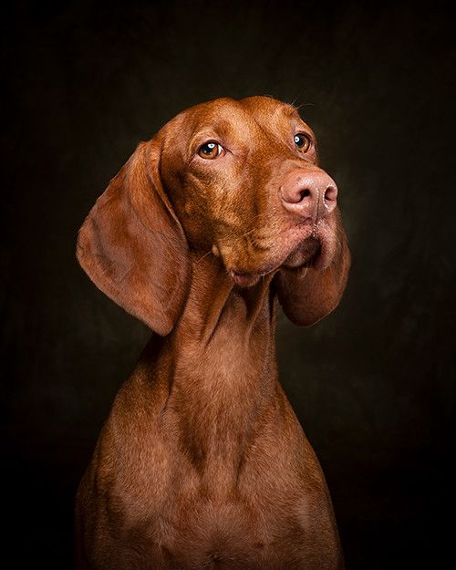 Photo of a vizsla, a dog with short red fur