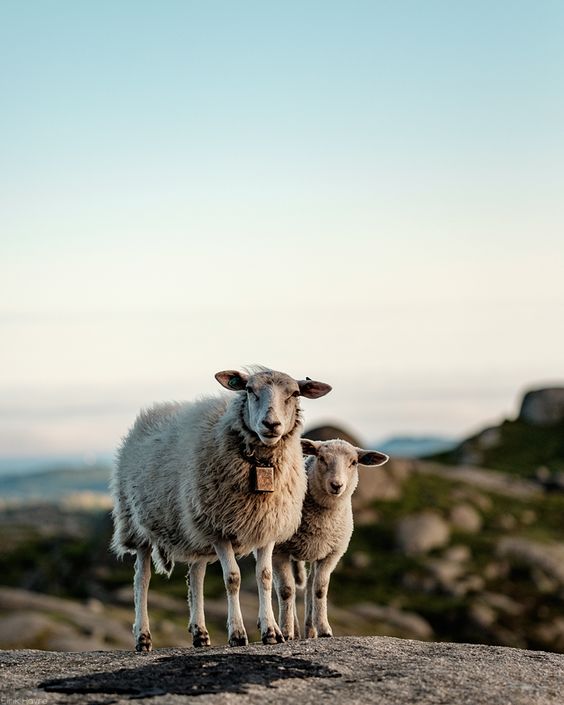 Photo of a sheep